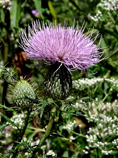 {Cirsium discolor}